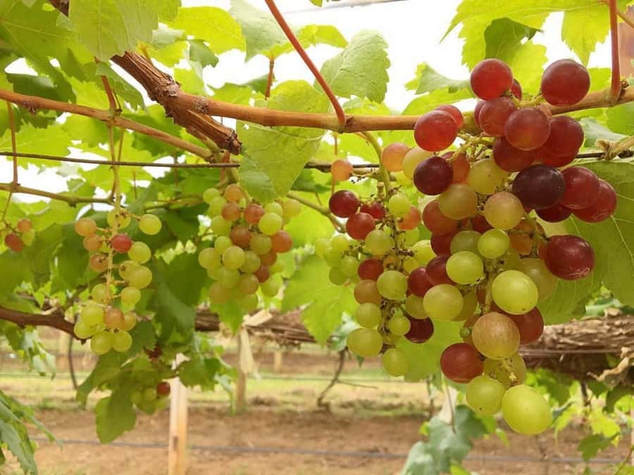 Khao Yai Vineyard Tasting Tour & Horse Farm Visit - Is $189 a Good Price?