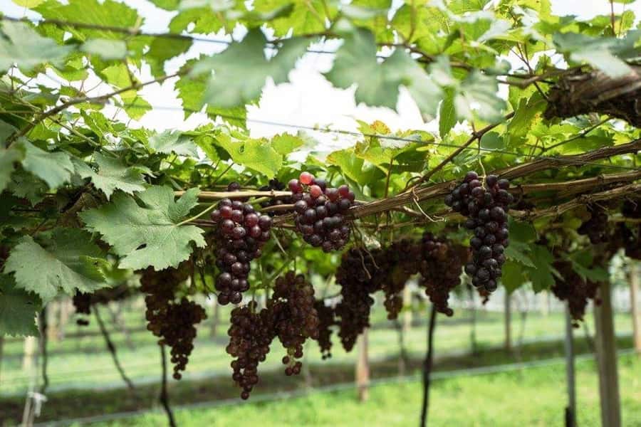 Khao Yai Vineyard Tasting Tour & Horse Farm Visit - What to Pack for the Day