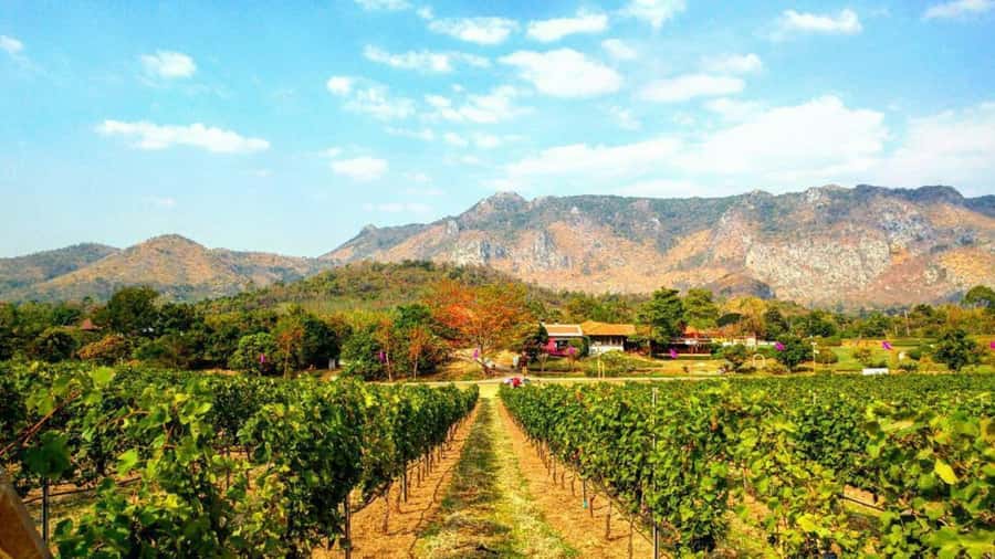Khao Yai Vineyard Tasting Tour & Horse Farm Visit - PB Valley and the First Look at Thai Wine