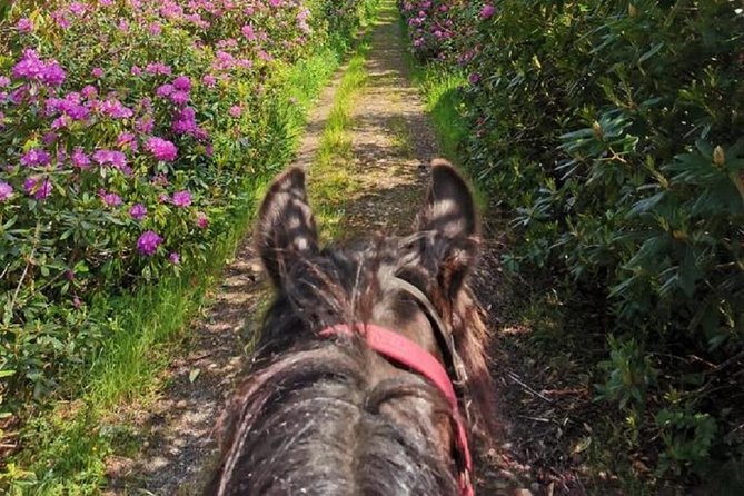 Killarney National Park Horseback Ride. Co Kerry. Guided. 2 hours. - Walking, trotting, and the pace to expect