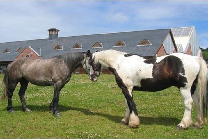 Killarney National Park Horseback Ride. Co Kerry. Guided. 2 hours. - Weather, boots, and the practical side of comfort