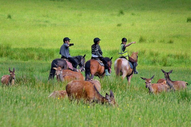 Killarney National Park Horseback Ride. Co Kerry. Guided. 3 hours. - Riding through Killarney National Park