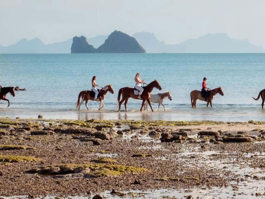 Koh Samui Horse Riding & Beach Trails - Key points to know before booking