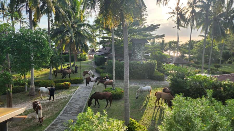 Koh Samui Horse Riding & Beach Trails - The beach is the main event