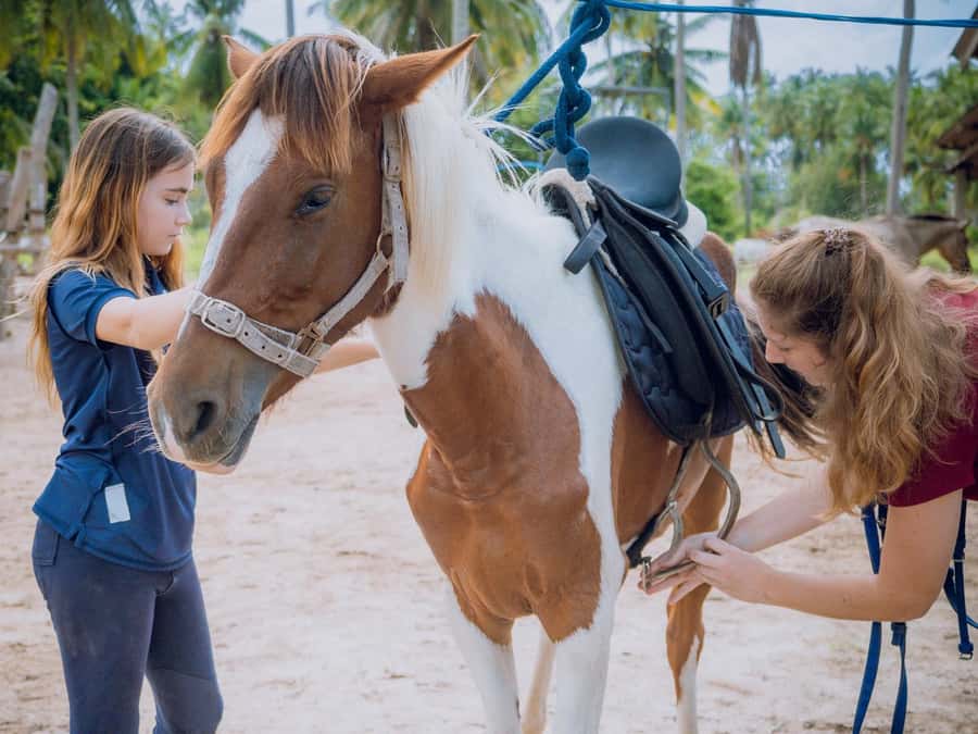 Koh Samui Horse Riding & Beach Trails - Is $79 fair for one hour?