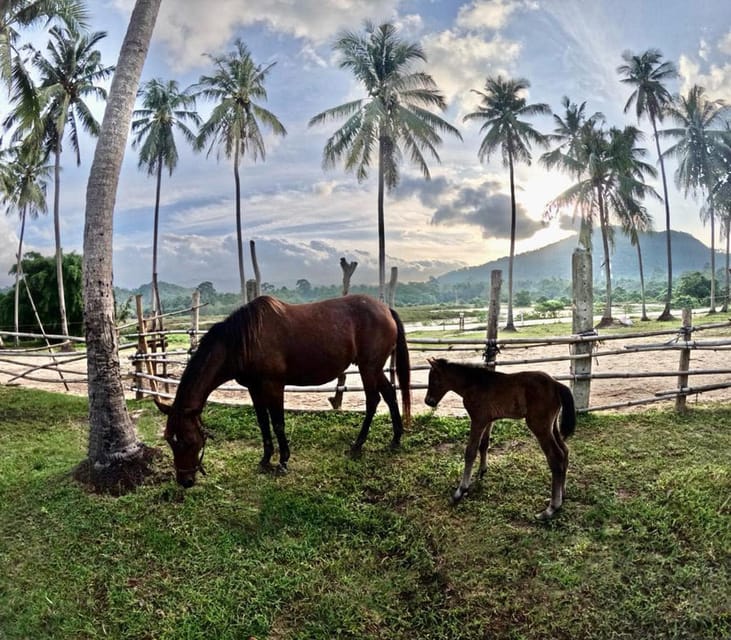 Koh Samui: Sunset Trail Horse Riding on The Beach - How the $103 price compares with the experience