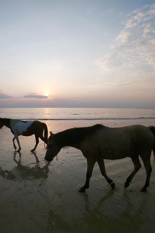 Koh Samui: Sunset Trail Horse Riding on The Beach - Who will enjoy this ride most