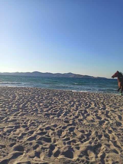 Kos: Horse Riding Experience on the Beach with Instructor - Meeting the horses near Tigaki