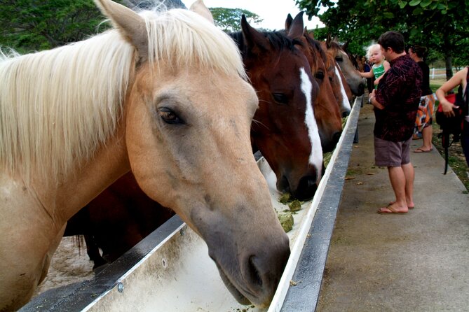 Kualoa Ranch - Horseback Walking Tour - Why Kualoa Ranch Works So Well From a Saddle