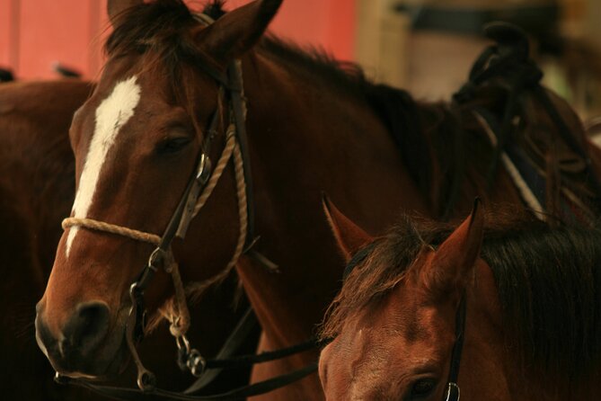 Kualoa Ranch - Horseback Walking Tour - Who Can Ride, and Who Should Skip It?