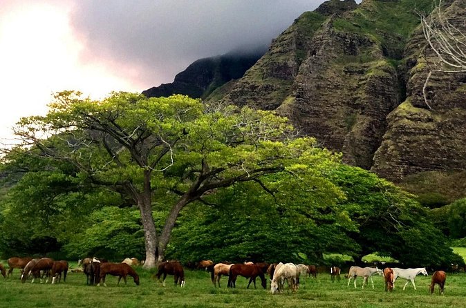 Kualoa Ranch - Horseback Walking Tour - Getting There Without Missing Your Ride