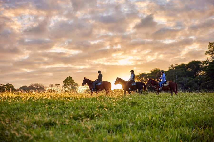 Kuranda: 60 minute Guided Horse Trail Ride & Petting Farm - One hour through paddocks and rainforest tracks
