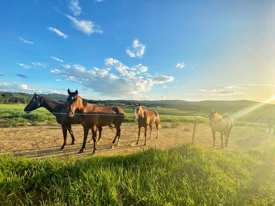 Kuranda: 60 minute Guided Horse Trail Ride & Petting Farm - Who will enjoy this most?