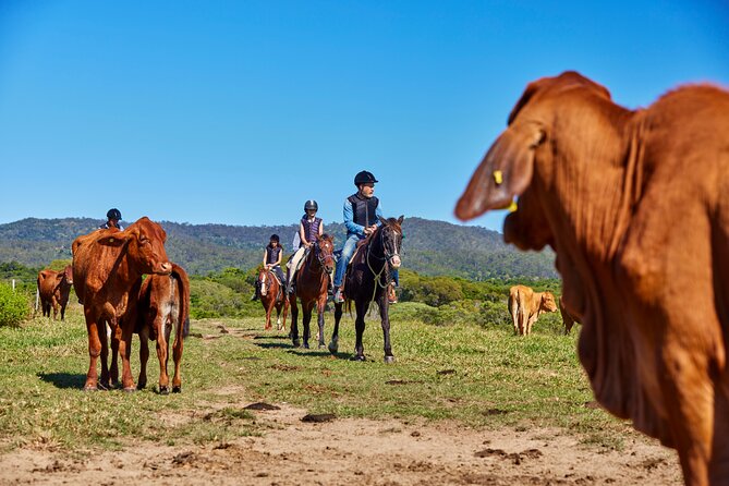 Kuranda 60 minute Horse Trail Ride and Petting Farm - The farm animals add a second experience