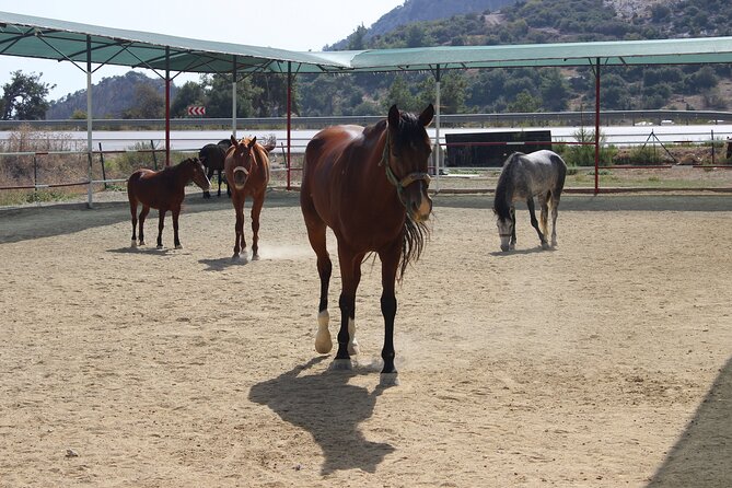 Kusadasi Horse Riding Beach and Forest options with Transfer - The 15-minute briefing makes a real difference