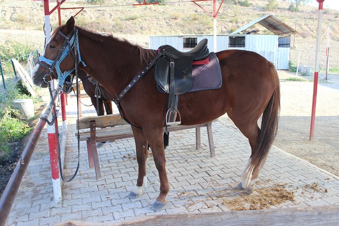 Kusadasi Horse Riding Beach and Forest options with Transfer - Riding through pine forest and countryside