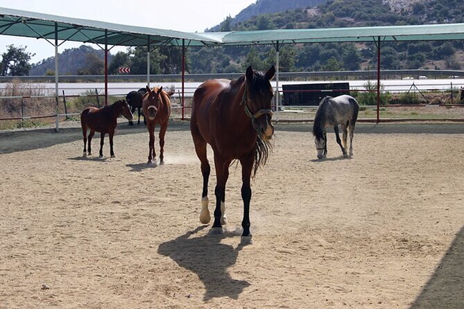 Kusadasi Horse Riding On Beach And Through The River - Pamucak Beach brings the best scenery