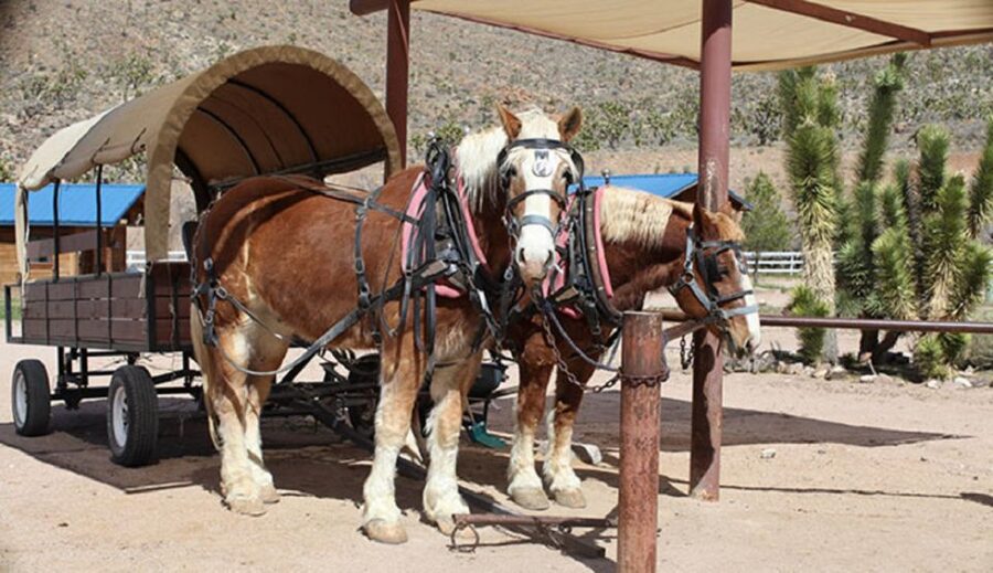 Las Vegas: Grand Canyon Ranch Tour with Horseback/Wagon Ride - Key things to know before you book