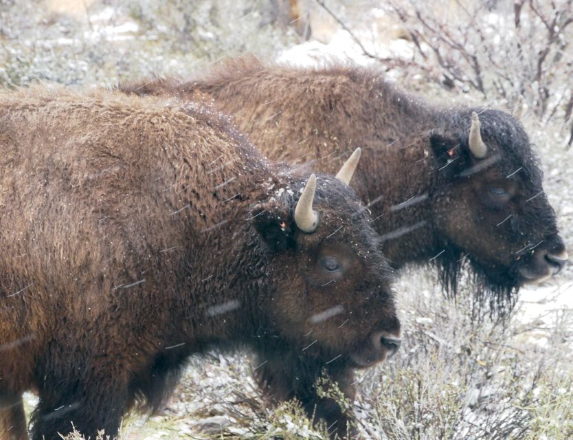 Las Vegas: Grand Canyon Ranch Tour with Horseback/Wagon Ride - Horseback riding on the buffalo trail