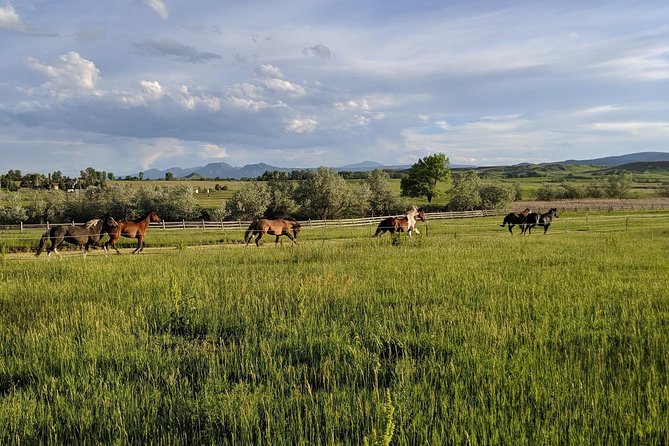 Leadership & Mindfulness Retreat with Horses - Individual & Group - How the corporate format works