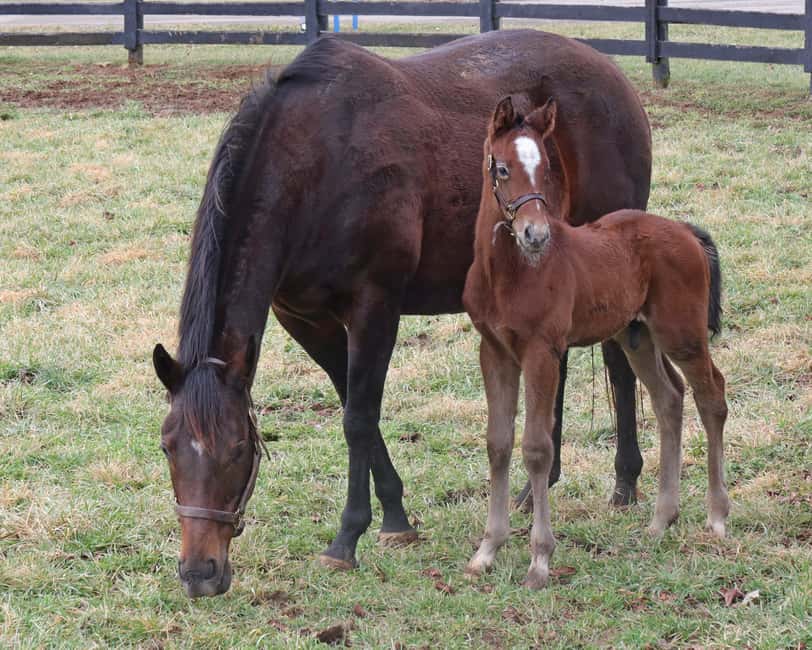 Lexington: Thoroughbred Horse Farm Tour and Scenic Bluegrass - The drawbacks you should weigh