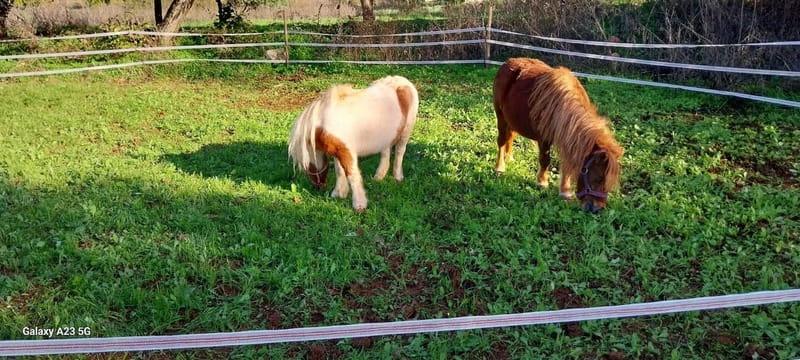 Loulé: Guided Horse Riding in the Hills of salir - Along the Orange Groves and River Paths