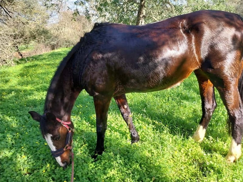 Loulé: Guided Horse Riding in the Hills of salir - Should You Book This Salir Horse Ride?