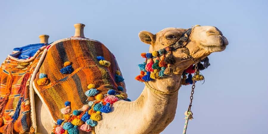 Luxor: Scenic Camel or Horse Ride - Why the West Bank makes this ride different