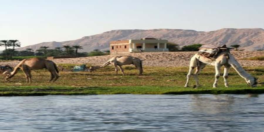 Luxor: Scenic Camel or Horse Ride - Choosing between the camel and horse