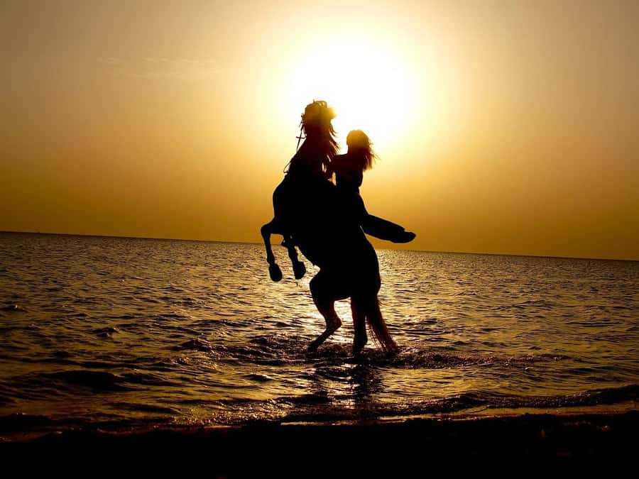 Makadi Bay: Horse Riding in Desert & Sea w Guide + Transfers - What $35 gets you