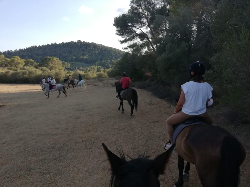 Mallorca: Guided Horseback Ride in Randa Valley - The Arena Session: A Useful Safety Start