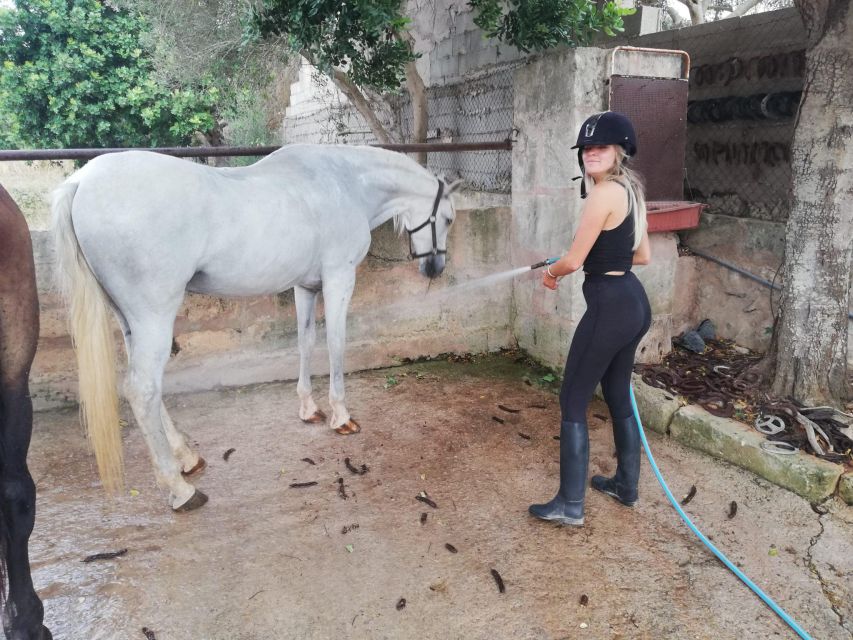 Mallorca: Guided Horseback Ride in Randa Valley - Riding Through Meadows and Holm Oak Forest