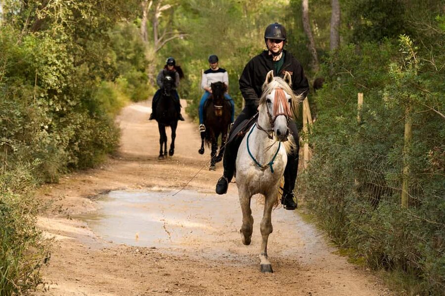 Mallorca: Guided Horseback Ride in Randa Valley - Is $116 Good Value?