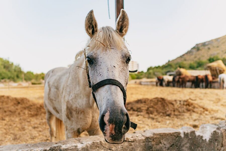 Mallorca: Horseback Riding Experience with Food Options - The one-hour route through the trees