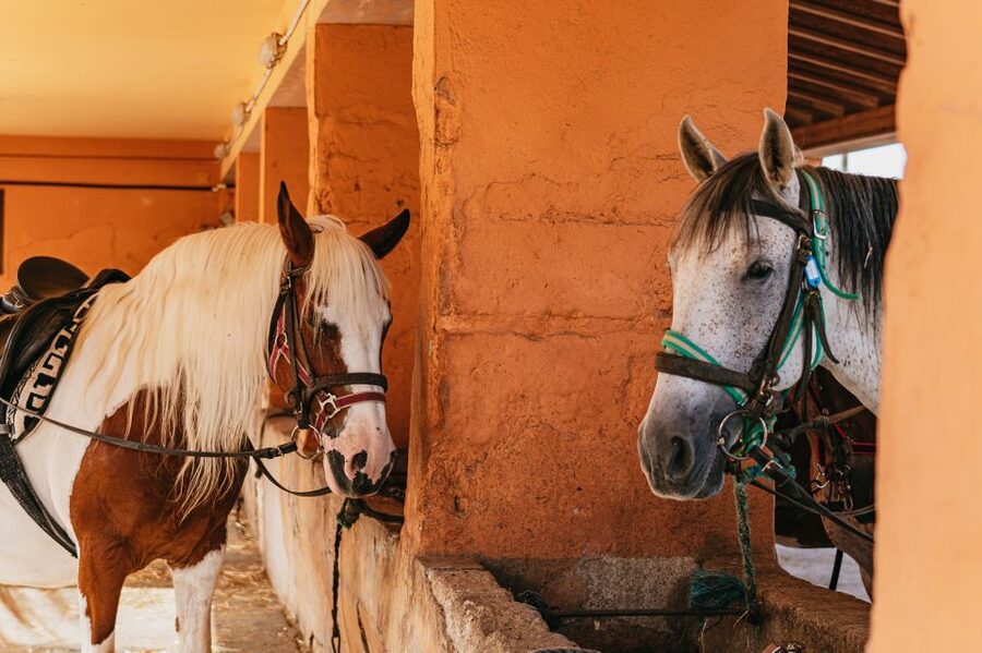 Mallorca: Horseback Riding Experience with Food Options - What the $42 price offers