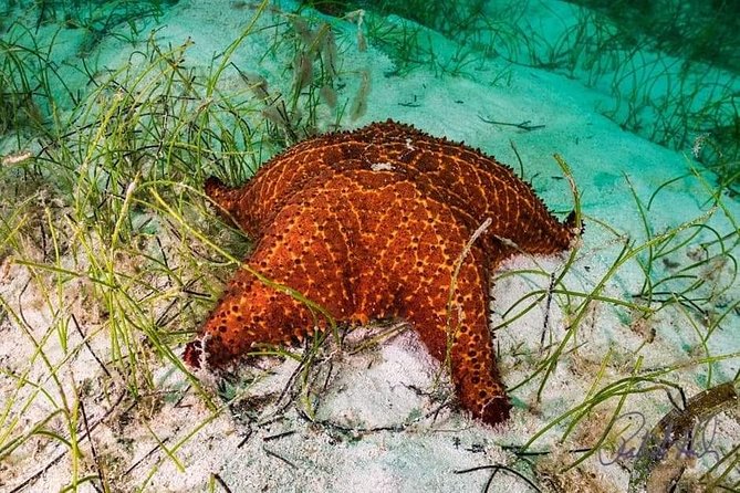 Mangrove tour,Horseback Riding, Snorkeling and beach in Roatan - Snorkeling from the beach area