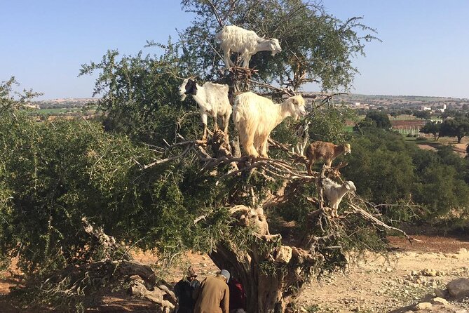 Marrakech Day Trip to Essaouira - Horseback, Camel Ride, ATV on the Beach - Shopping in the Medina and Buying Argan Oil