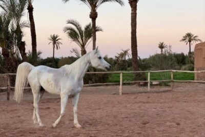 Desert and Palmeraie Horse Riding Tour & Transfer