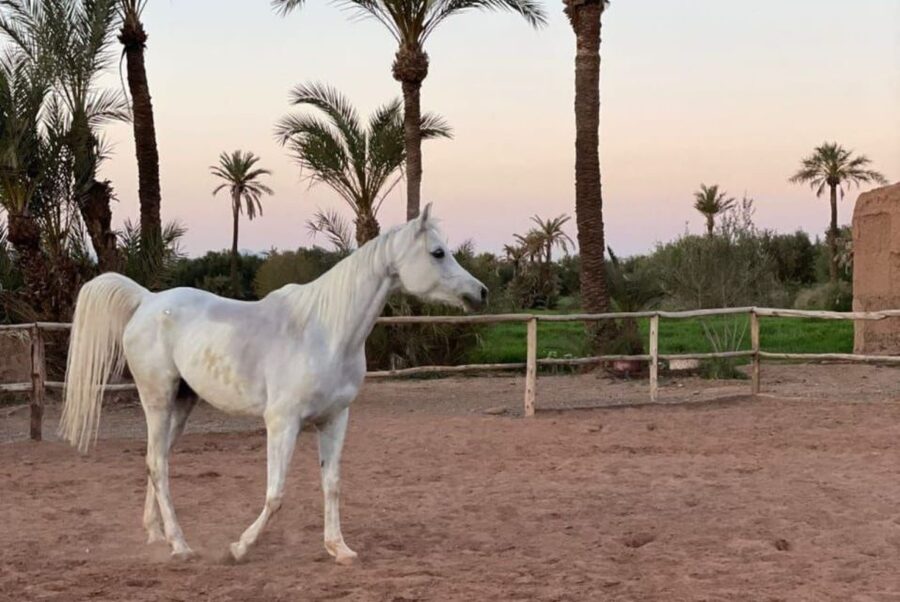 Marrakech: Desert and Palmeraie Horse Riding Tour & Transfer - Horse welfare and riding standards