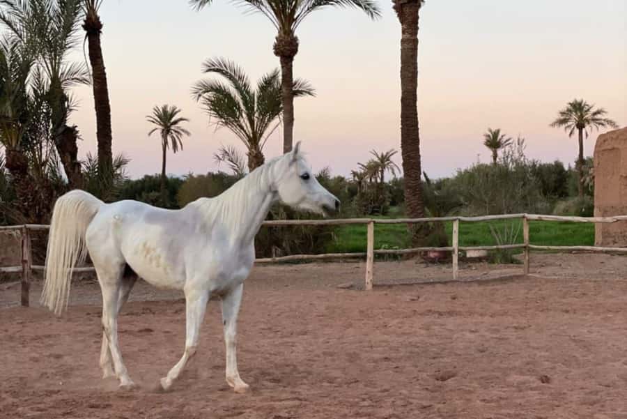 Marrakech: Desert and Palmeraie Horse Riding Tour & Transfer - Mint tea beside the eco-lodge pool