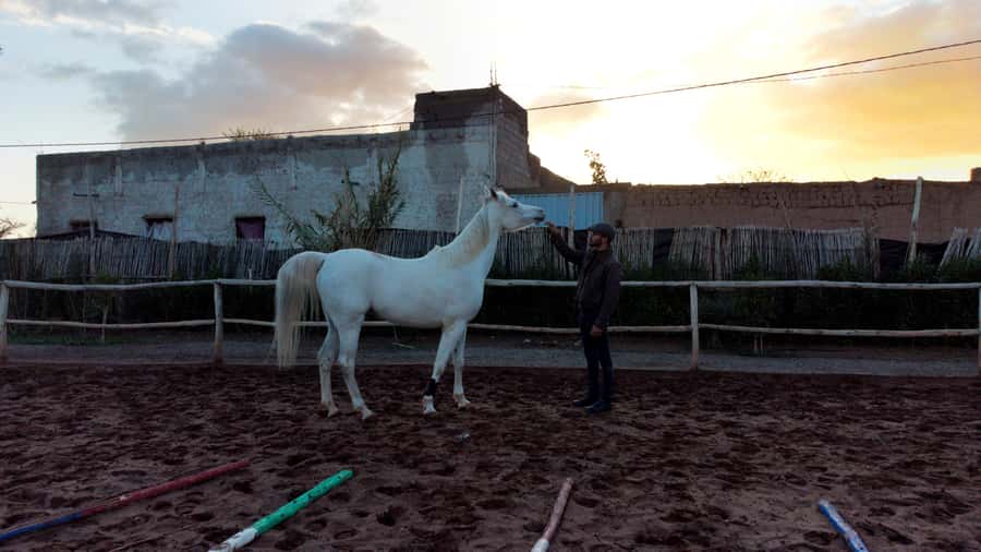 Marrakech: Private Horseback Tour in the Palm Grove with Tea - How the tour works for beginners and families