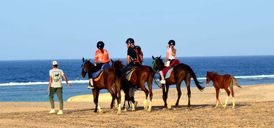 Marsa Alam: Sea and Desert Horse Riding Tour - Who will enjoy this ride most?