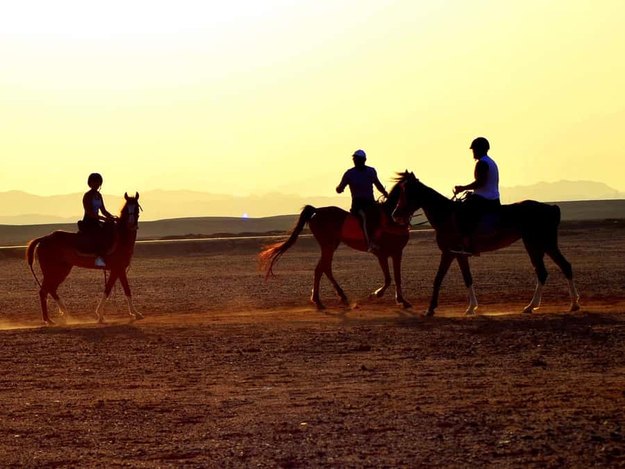 Marsa Alam: Sunset Horseback with Dinner, Show & Stargazing - Starting at the Marsa Alam stables