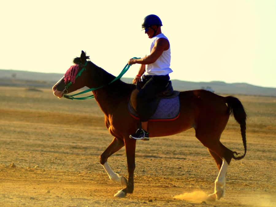 Marsa Alam: Sunset Horseback with Dinner, Show & Stargazing - Two hours across dunes and Red Sea trails