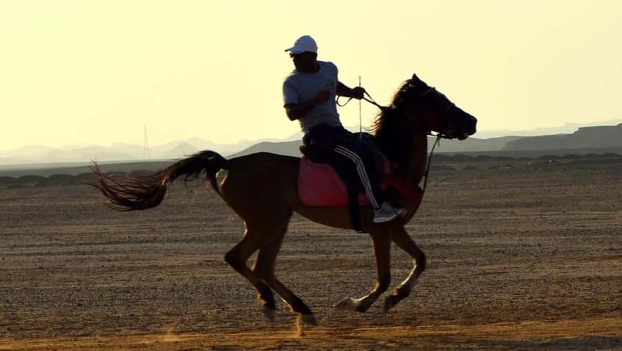Marsa Alam: Sunset Horseback with Dinner, Show & Stargazing - The VIP four-hour ride and Red Sea swim