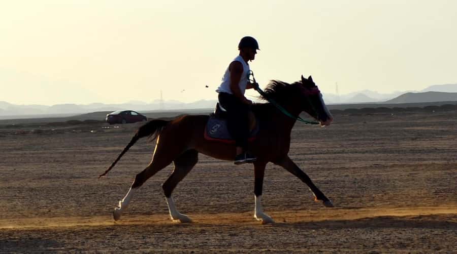 Marsa Alam: Sunset Horseback with Dinner, Show & Stargazing - Dinner, live entertainment, and desert stars