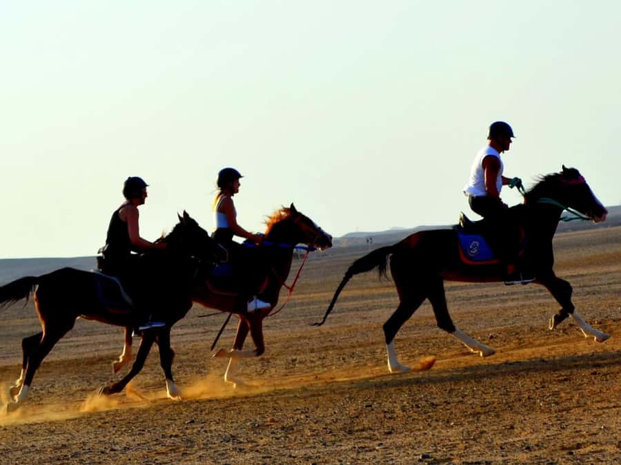 Marsa Alam: Sunset Horseback with Dinner, Show & Stargazing - Who will enjoy this ride most