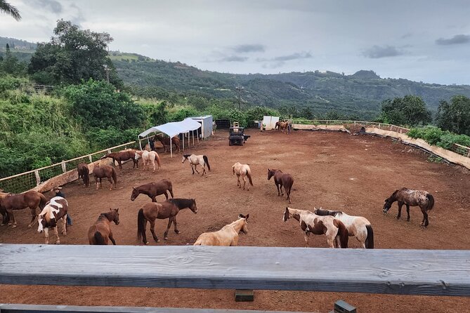 Maui Horseback Adventure at Circle M Ranch With Real Cowboys - Who should book this Maui horseback ride?
