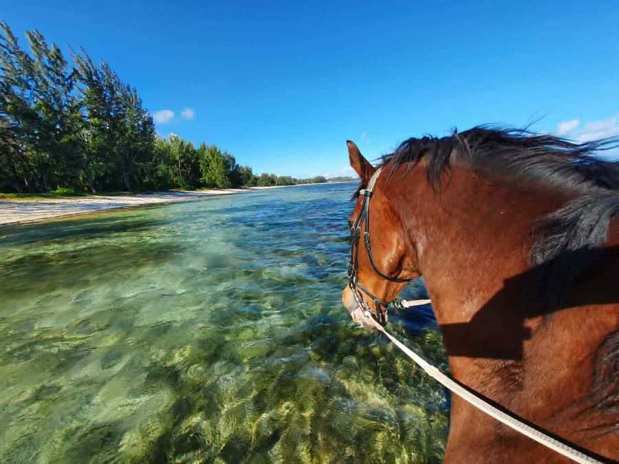 Mauritius: Horse riding on the deserted beach of Riambel - Sunset rides and the best time to go