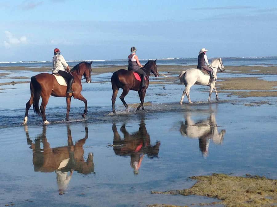 Mauritius: Horse riding on the deserted beach of Riambel - Choosing a horse and getting ready